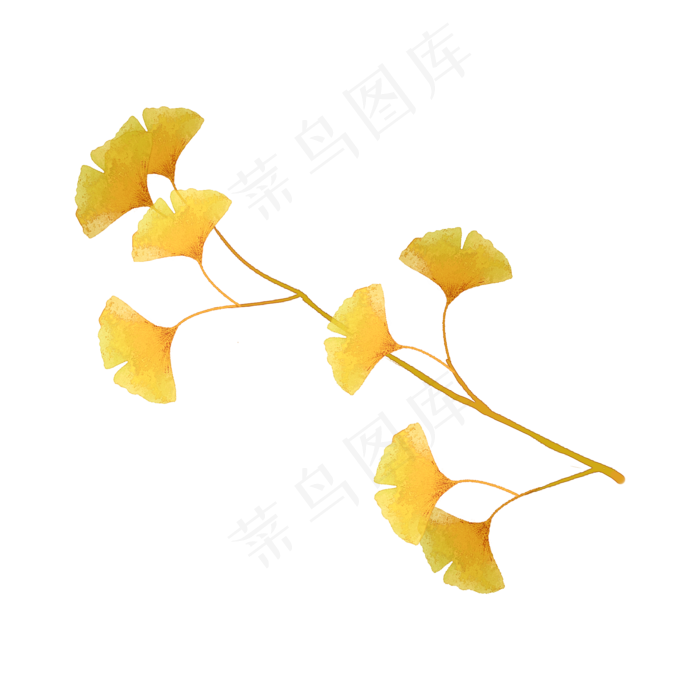 秋天银杏树枝叶(2000X2000(DPI:300))psd模版下载