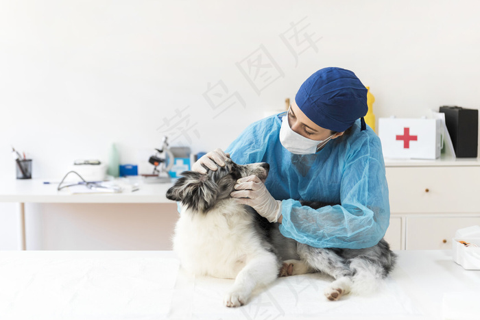 兽医在诊所检查狗