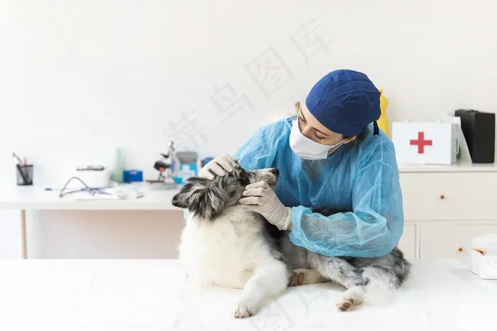 兽医在诊所检查狗