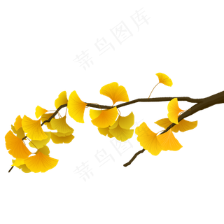 秋天黄色银杏树