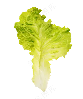 生菜有机蔬菜 生菜有机蔬菜