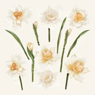 一套带叶子的春水仙花 一套带叶子的春水仙花