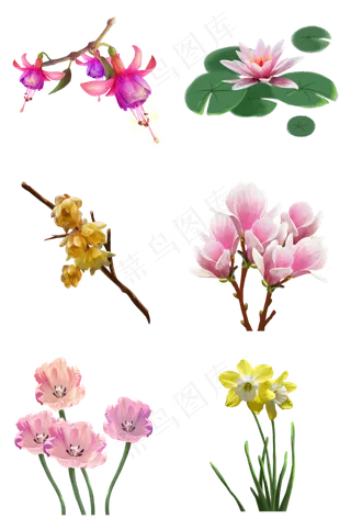 倒挂金钟睡莲梅花玉兰花郁金香水