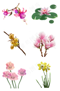 倒挂金钟睡莲梅花玉兰花郁金香水 倒挂金钟睡莲梅花玉兰花郁金香水