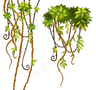 藤本植物的枝叶。