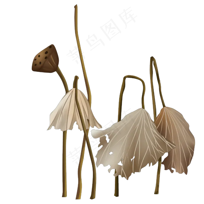 寒露枯荷荷叶残荷(3000X3000(DPI:300))psd模版下载