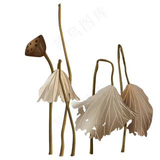 寒露枯荷荷叶残荷