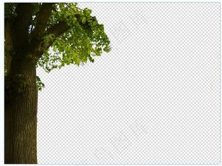 免扣素材绿色植物大树1
