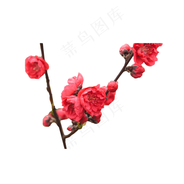 一枝美丽的红梅花(2000X2000(DPI:300))psd模版下载