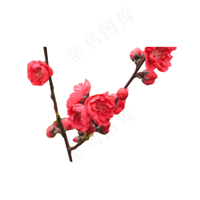 一枝美丽的红梅花(2000X2000(DPI:300))psd模版下载