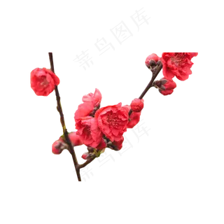 一枝美丽的红梅花