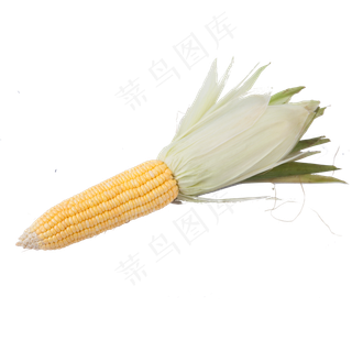 新鲜的玉米免抠图