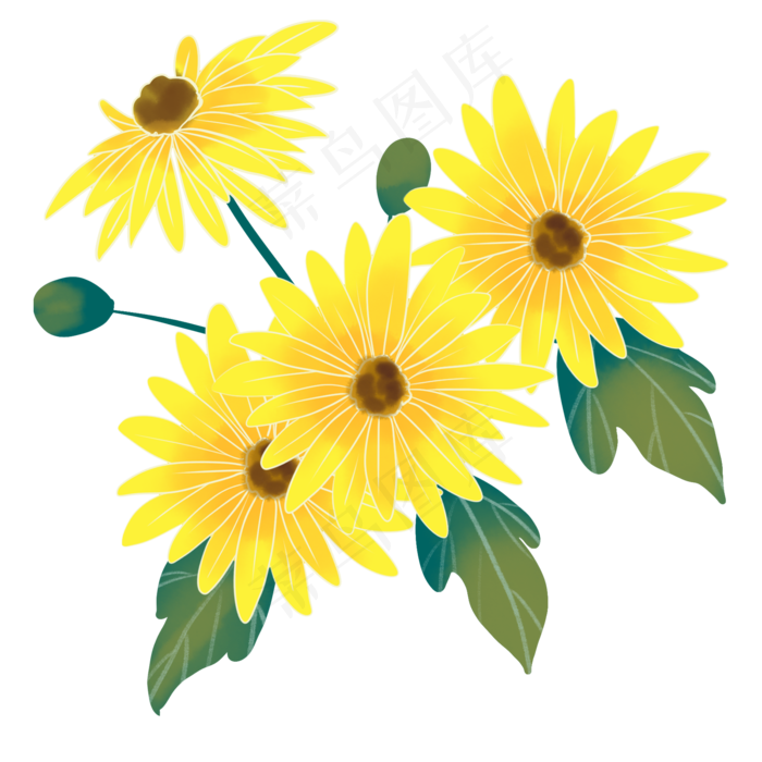 重阳节赏菊菊花