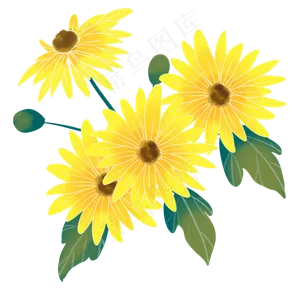重阳节赏菊菊花