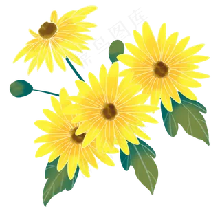 重阳节赏菊菊花