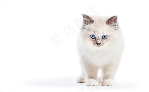 碎布娃娃猫,小猫肖像。白色背景 碎布娃娃猫,小猫肖像。白色背景