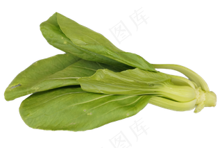 绿色蔬菜油菜
