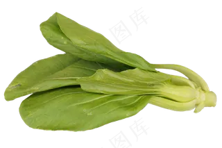 绿色蔬菜油菜