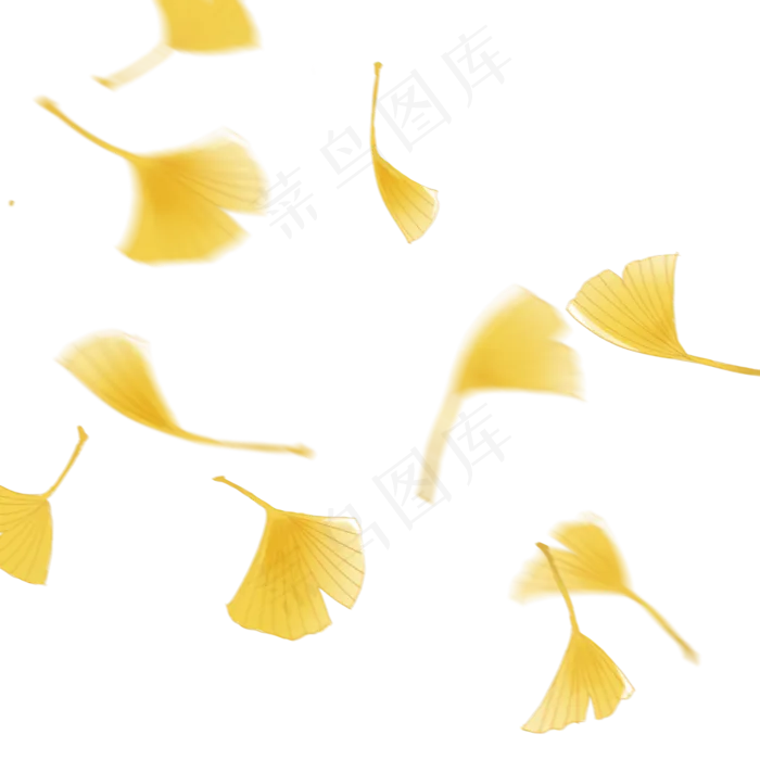 银杏叶落叶秋天免扣(2000X2000(DPI:300))psd模版下载