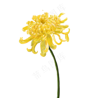 通用黄色手绘菊花