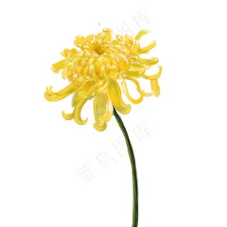 通用黄色手绘菊花