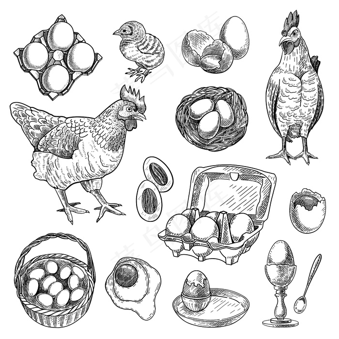 鸡肉农产品速写集