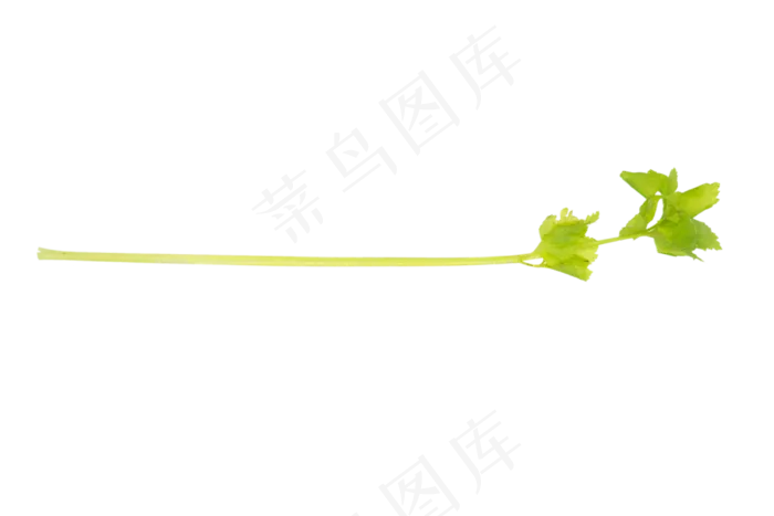 蔬菜叶子(3508X3543(DPI:300))