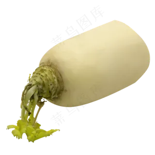 蔬菜白色萝卜