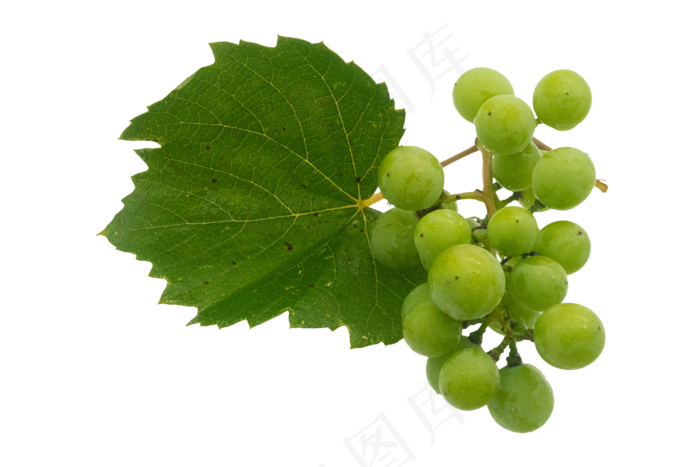 绿色青色葡萄