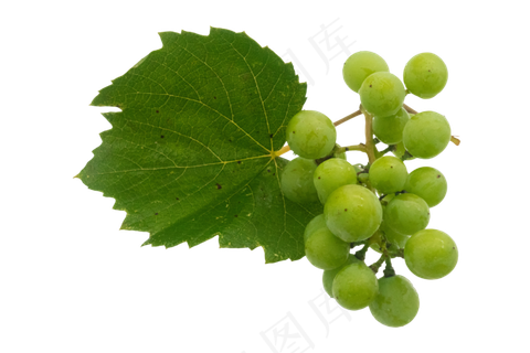 绿色青色葡萄
