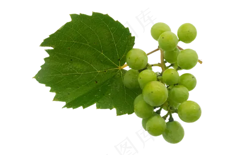 绿色青色葡萄