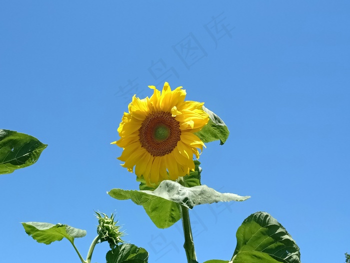 向日葵 花 天空