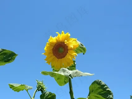向日葵 花 天空