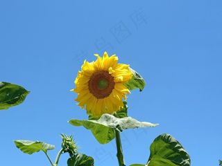 向日葵 花 天空