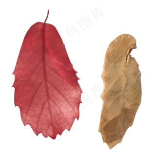 实拍破损的秋天树叶