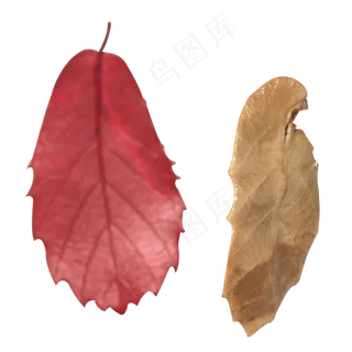 实拍破损的秋天树叶