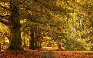 公园里美丽的秋景，黄叶飘落在地上