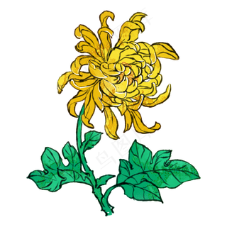 重阳节黄色菊花