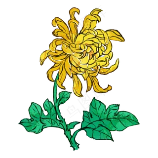 重阳节黄色菊花