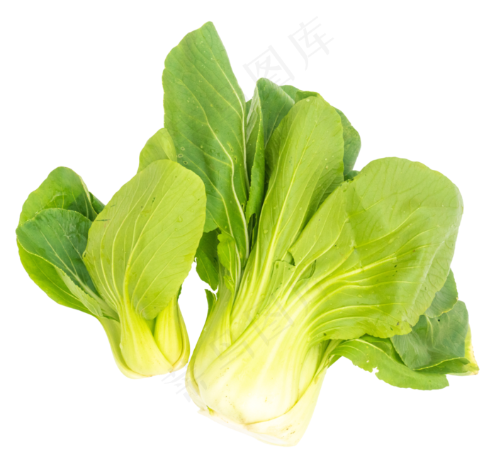 蔬菜新鲜油菜(3000X3000(DPI:300))