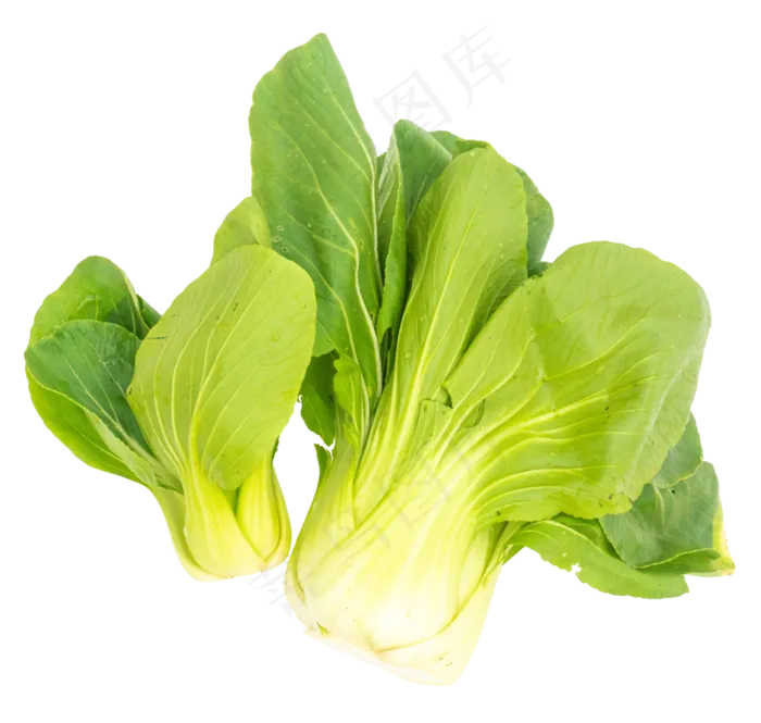 蔬菜新鲜油菜(3000X3000(DPI:300))