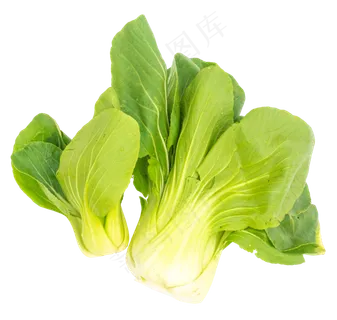 蔬菜新鲜油菜 蔬菜新鲜油菜