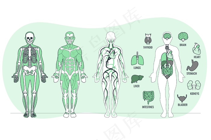 人体解剖学概念图eps,ai矢量模版下载