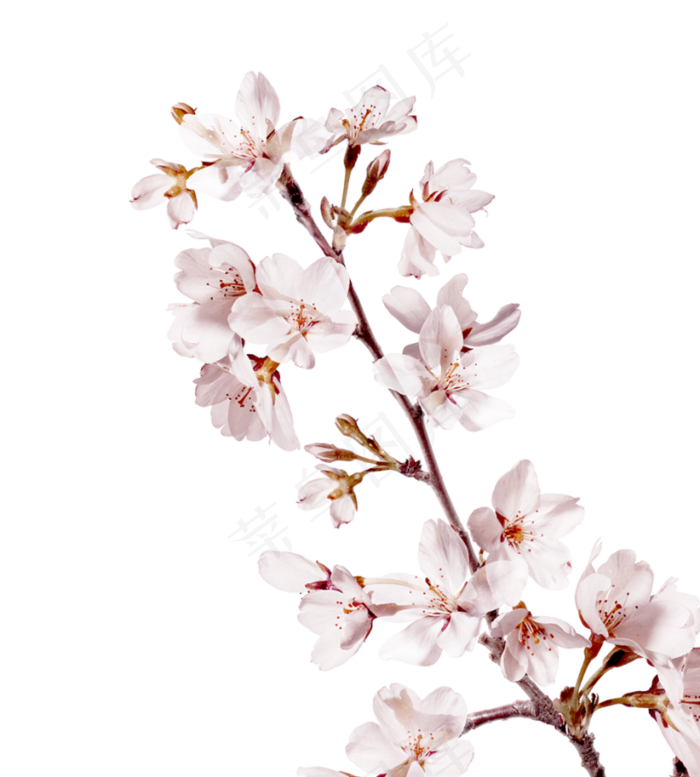 樱花开花植物免扣png 