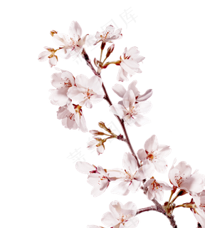 樱花开花植物免扣png 