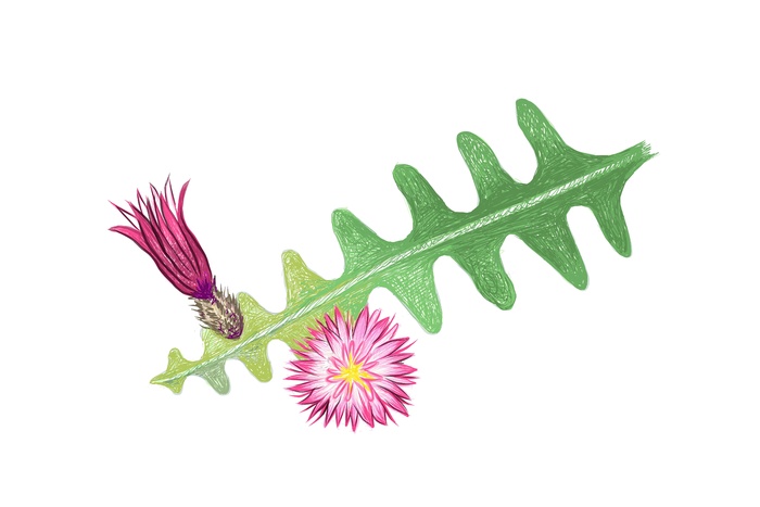 selenicereus 仙人掌或月光仙人掌的手绘草图