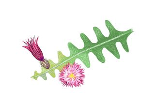 selenicereus 仙人掌或月光仙人掌的手绘草图