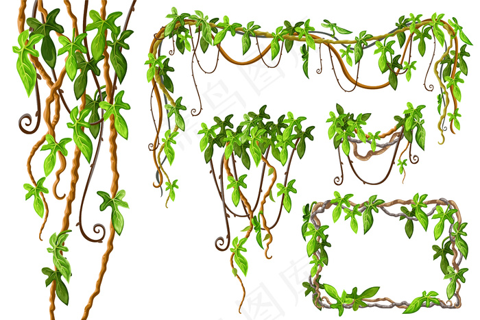 藤本植物的枝条和热带叶子
