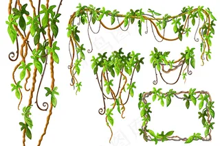 藤本植物的枝条和热带叶子