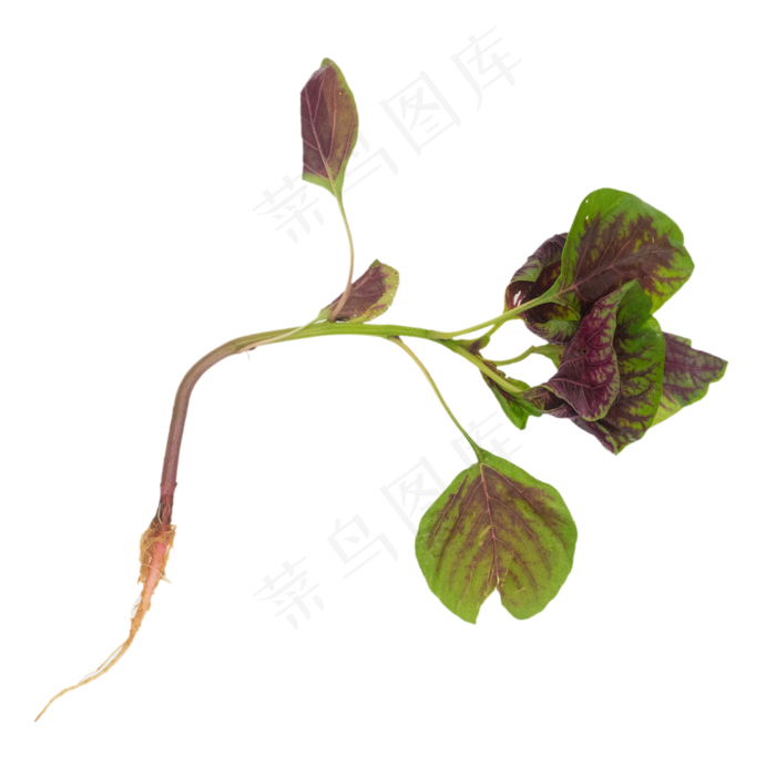 小米菜绿色蔬菜